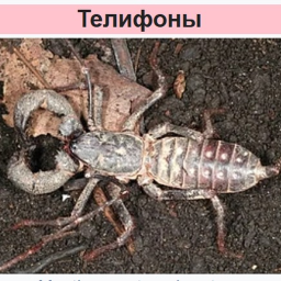 ТелИфоны ОББИ