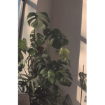 Plants paradise <3