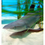 Shark Saver Gamers