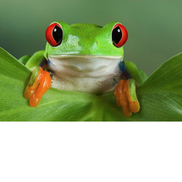 live in a frogs cage