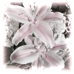 amaryllis belladonna