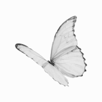 Aesthetic/bored group