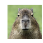 Capybara fan group studio