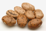 BeanTube FanClan