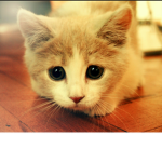 Kawaiiiiiy Kittens