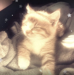 Meow’s Little Cats