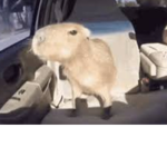 Capybara's Palace