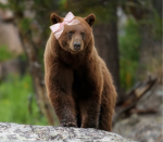 -pink bestie bears-