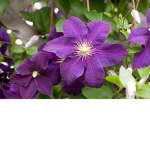 Purple flowers