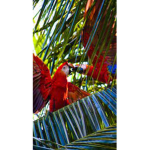 ~| Kati’s birds |~