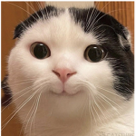 Cat scan group