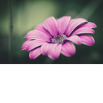 🌷¢αιтℓιи'ѕ🌷