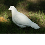 The Doveys