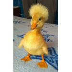 ~THE DUCK SQAUD~