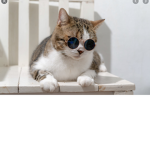 Cat community forever