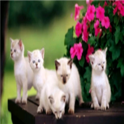 KITTENS!