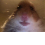~{rat}~