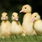 LIAM DUCK TEAM