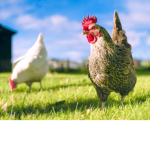 My Chicken group
