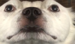 vutgbu