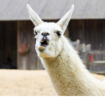 Lama123