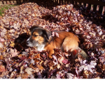 Thee awesome pugs