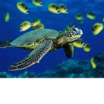 Turtle ###### 756454574646568485 Ultimate