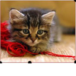 The Cat Lovers <3