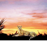 @Cheetah fan group
