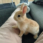 the bunny fam!!!