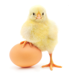 Chick culb