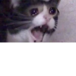 Screaming Cats -3-