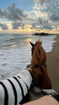 ~ STARS RIDING ACADEMY ~