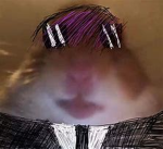 nekolor