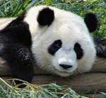 PANDAS_FOREVER!