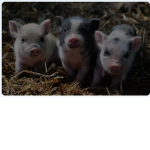 The_piglet's