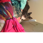 All kittens rule