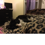 Kitty love hope