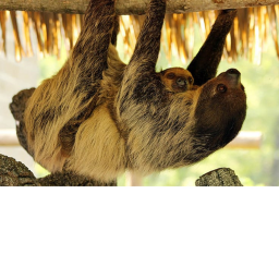 Sloth Obby! 🦥