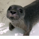 drip seal group