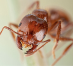 fire ant kingdom