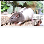 Cute cute rat