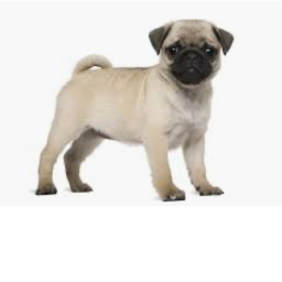 the pug house!