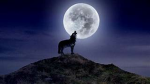 Flow_Wolf