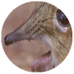 Take a closer look at that snout