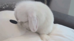 ミミミミ