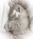 •*kitty*•