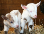 My Goat group moo