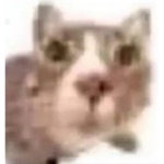 Miau studios