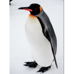 penguin 123ABC